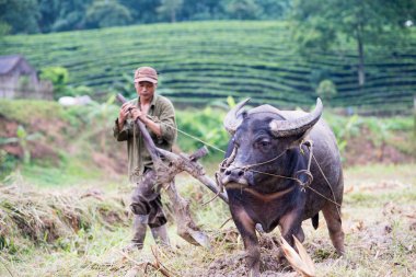 Vietnam 'daki pirinç tarlası