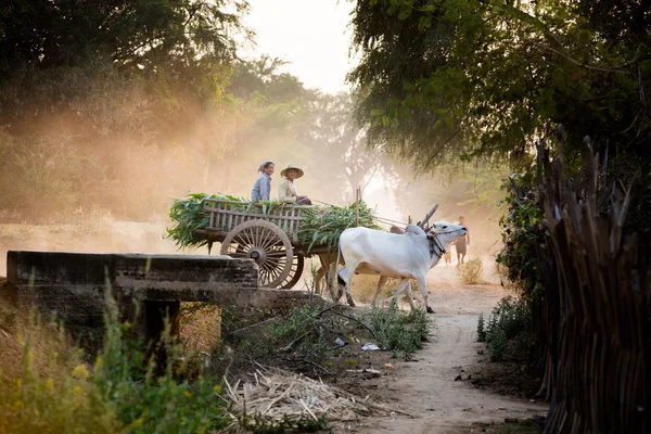 Lokale mensen rijden op de kar ox — Stockfoto