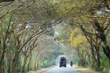 Mandalay ağaç gölgelik