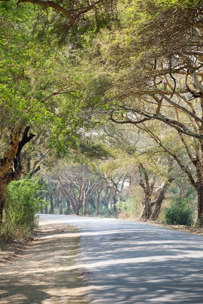 Baldachýn stromů v Mandalay — Stock fotografie