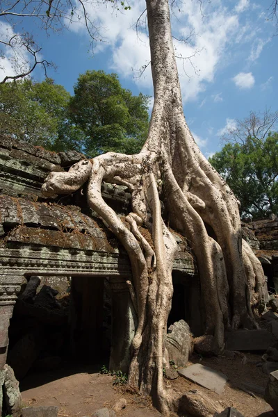 Tempel von Ta Prohm, Siem Reap, Kambodscha — Stockfoto