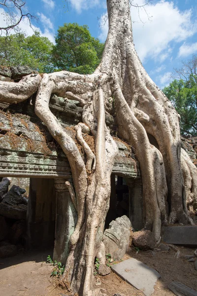 Tempel von Ta Prohm, Siem Reap, Kambodscha — Stockfoto