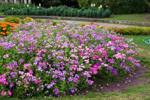Farbenfrohe Blumenbeete — Stockfoto