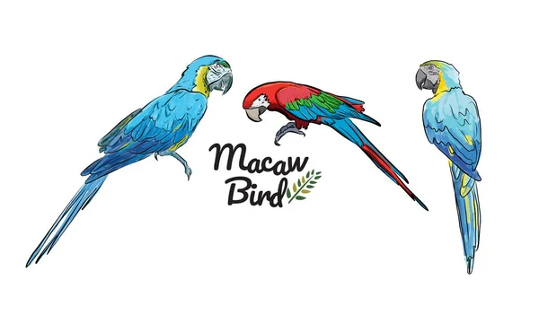 Πολύχρωμο Σχέδιο Μακάο Φόντο Μοτίβο Πουλιών — Διανυσματικό Αρχείο