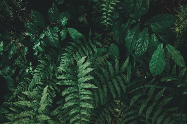 Tropiska Gröna Löv Bakgrund Mörk Ton Tema — Stockfoto