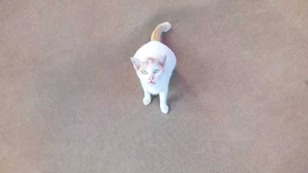 Bílá Kočka Stojí Podlaze — Stock fotografie