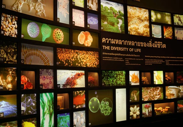 Pathum Thani Thailand August 2020 Rama9 Museum Diversity Life Exhibitions — 图库照片