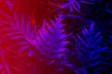 Siyah ışık arka planında tropikal yaprak ormanı parlar. Yüksek karşıtlık.