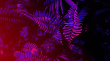 Siyah ışık arka planında tropikal yaprak ormanı parlar. Yüksek karşıtlık.