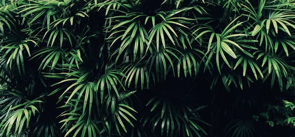 Fundo Folha Verde Tropical Tema Tom Escuro — Fotografia de Stock