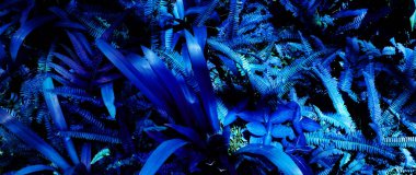 Karanlık arka planda tropikal yaprak ormanı parlıyor. Yüksek karşıtlık.