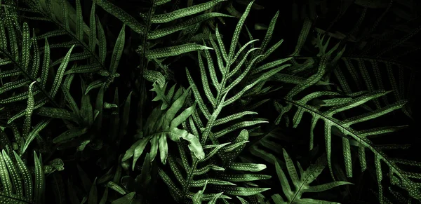 Tropical green leaf background, Dark tone theme.