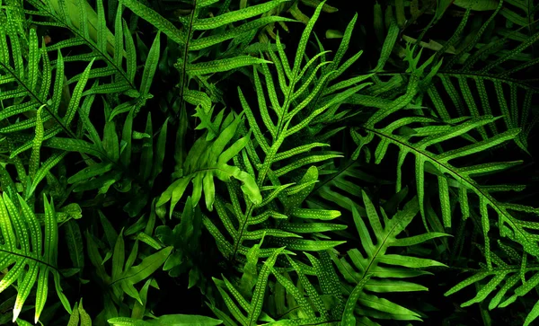 Vertical Garden Tropical Green Leaf Contrast — Stock Photo, Image