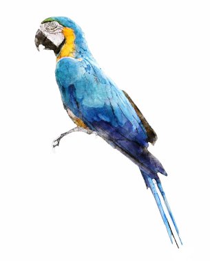 Renkli renk suyu, Macaw kuş arkaplanı çiziyor.