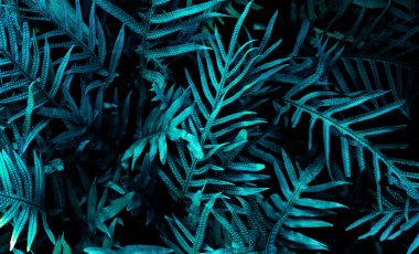 Karanlık arka planda tropikal yaprak ormanı parlıyor. Yüksek karşıtlık.