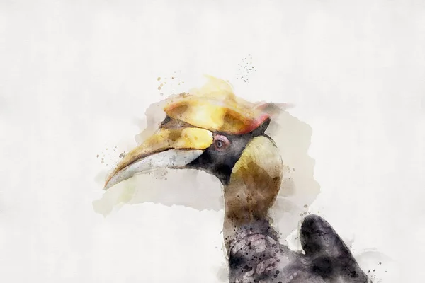 Hornbill Λευκό Φόντο Στυλ Υδατογραφίας — Φωτογραφία Αρχείου