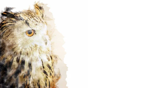 白色背景下孤立的黄眼猫头鹰的画像 水彩画风格 — 图库照片