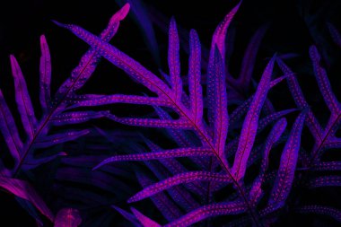 Siyah ışık arka planında tropikal yaprak ormanı parlar. Yüksek karşıtlık.