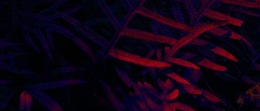 Siyah ışık arka planında tropikal yaprak ormanı parlar. Yüksek karşıtlık.