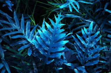 Karanlık arka planda tropikal yaprak ormanı parlıyor. Yüksek karşıtlık.