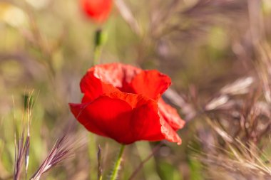 Tarlada haşhaş çiçeği.