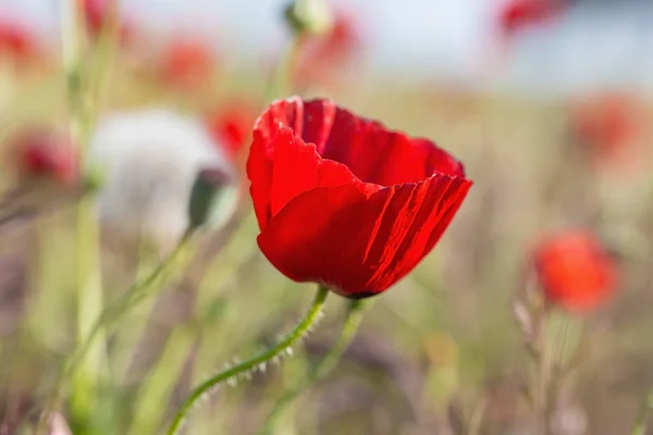 Mohn rot Blume unter Gras. — Stockfoto