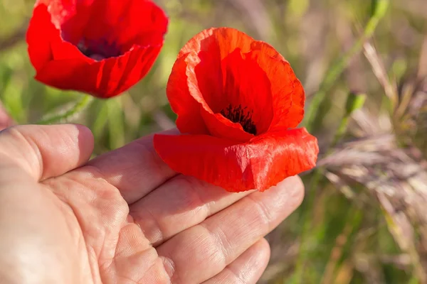 Poppy flower in the hand of man. — kuvapankkivalokuva