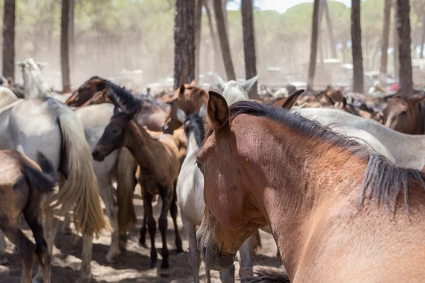 Cavalos no pasto depois de uma caminhada. — Fotografia de Stock