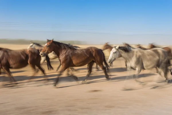 Cavalos de Motion Blur conduzidos até ao curral. — Fotografia de Stock