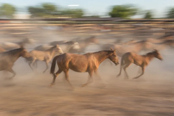Manada de cavalos no movimento borrado. — Fotografia de Stock