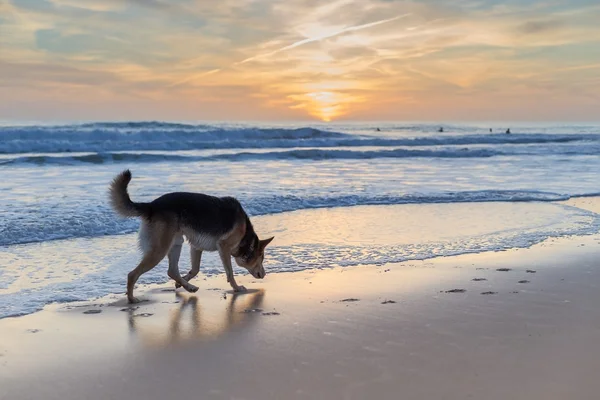 Surfista de cão em antecipação. — Fotografia de Stock