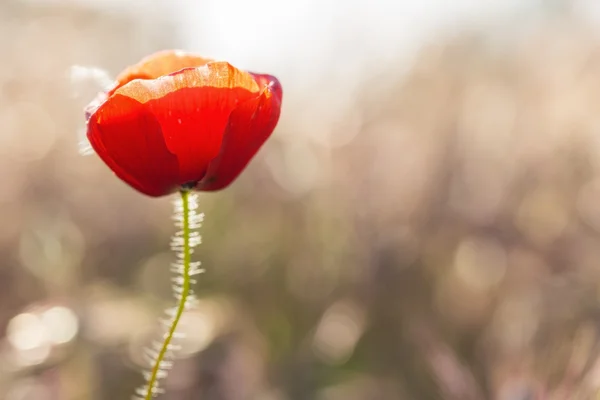 Fiore di papavero maturo. — Foto Stock