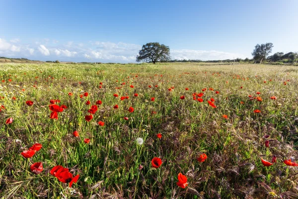 Meadow with poppys. — Stock Photo, Image