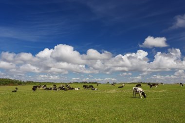 İnekler çayırlarda otluyor.