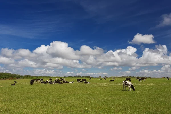 Vacas que pastam em pastagens — Fotografia de Stock