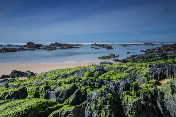 Sea stones covered with green algae. — ストック写真