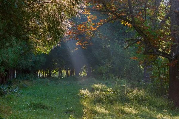 Herbe verte sur une prairie ensoleillée du parc de la ville . — Photo