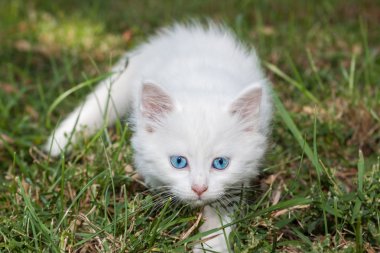 mavi gözlü çok güzel beyaz kedi.