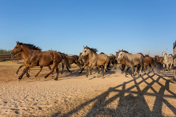 Manada de cavalos é executado no curral. Espanha — Fotografia de Stock