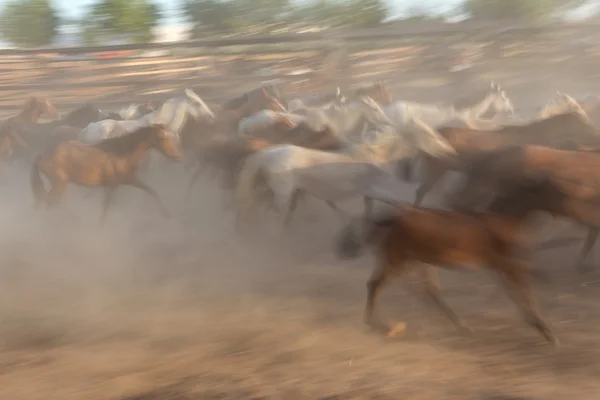 Θολή εικόνα της ένα κοπάδι άλογα σε κίνηση. — Φωτογραφία Αρχείου