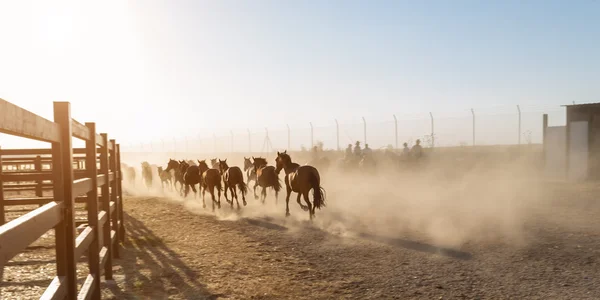 Horses running in the corral. — Stock Photo, Image