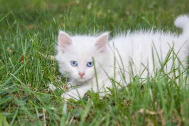 Çim de oynak kedi.