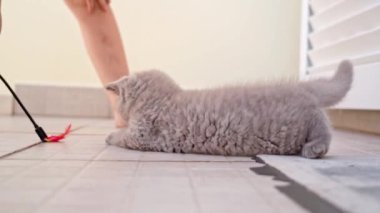 Bir İngiliz cins kedi yavrusu bir çocukla, bir oyuncakla oynanır. Yavaş çekim.