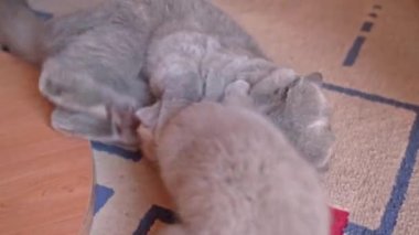 İngiliz sarkık kulaklı bir kedi yavrusu anne kediyle oynanıyor..