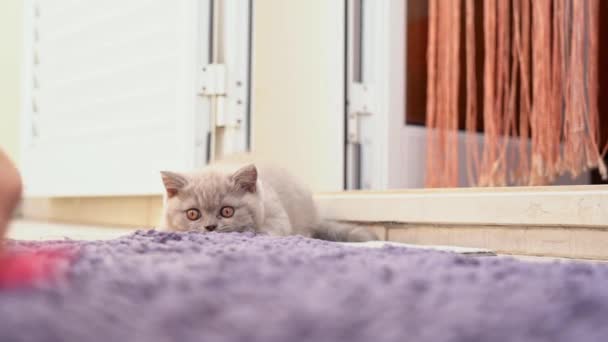 Britse lop-eared kitten wordt gespeeld met een kind een speeltje op het tapijt. Langzame beweging. — Stockvideo