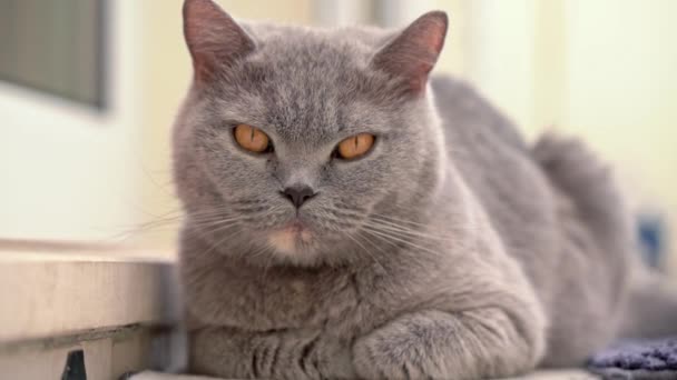 Pisica, o rasă britanică cu urechi goale, se odihnește liniștit pe scările din curte. Close-up . — Videoclip de stoc