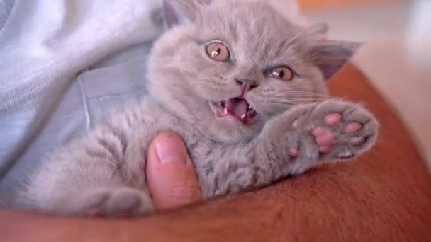 Een kitten van het Britse lop-eared ras rust in de armen van zijn eigenaar. Close-up. — Stockvideo
