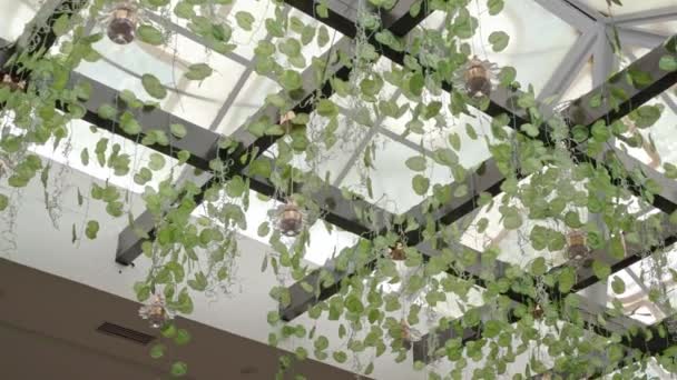 Jardim botânico suspenso no interior para decoração e cultivo de plantas. — Vídeo de Stock