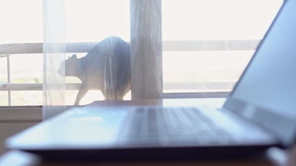 오픈 컴퓨터, 데스크 탑 컴퓨터, 가정에서 일하는 환경에서의 노트북. 고양이는 창문 밖으로 씻는다. 풍향이 툴레를 퍼 뜨 립니다. 과도 한 노출. 높은 키. — 비디오