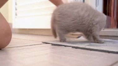 İngiliz sarkık kulaklı kedi yavrusu bir oyuncakla oynanır. Yavaş çekim.